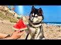 Husky Trys Watermelon Fruit!