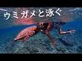 【沖縄の離島】「座間味島」のあなたの清、ウミガメと泳ごう！