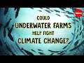 Underwater farms vs. climate change - Ayana Elizabeth Johnson and Megan Davis
