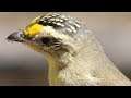 Who’s a pretty bird - Striated Pardalotes in the Capertee Valley