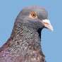 Agressive Pigeon