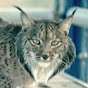 Lynx