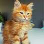 Meow 3306