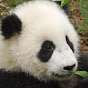 pandamarc