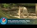 Polarwolfswelpen auf Erkundungstour im Wisentgehege