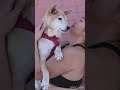 #shorts #shortsbeta #dog #playing loving dog #dogs #puppy #puppies #animal #animals #viral #trending