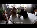 Cat Table Fight