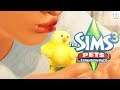 CHICKS AND DUDES?! 🐥❤️// Sims 3: PETS (Part 11)