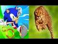 Sonic Dash VS Cheetah Run Android Gameplay