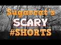 Sugarcat's Scary #shorts