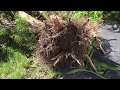 Removing Shrubs | Installing Bushes | Landscaping