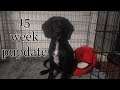 15 Week Puppy Update + Crate Training