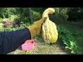 Let's harvest the gourds....How did just horse and alpaca manure do for them????