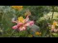 short relaxing and soothing music with flowers smooth transition..