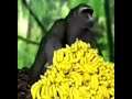 monke brapping 2021