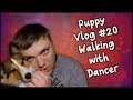Walking With Dancer! - Puppy Walking Tips - Puppy Vlog #20 - MumblesVideos