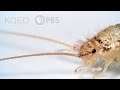Firebrats and Silverfish Are Rocking Some Old-School Looks | Deep Look