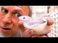 TWIN PINK SNAKES HATCHING!! | BRIAN BARCZYK