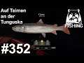 Auf Taimen an der Tunguska | Russian Fishing 4 #352 | Deutsch | UwF