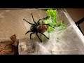 Tarantula  Feeding - GreenBottle Blue (Chromatopelma Cyaneopubescens) 1