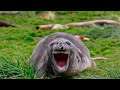 🐶 Try Not To Laugh 🤣 Watching Funny Animals Compilation 🐱