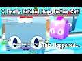 OMG I Hatched Huge Festive Cat Without Robux! This Happened! - Pet Simulator X Roblox