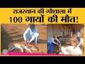 Rajasthan की गौशाला में 100 गायों की मौत का कारण क्या है? | Churu | Animals