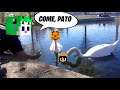 Alimentando patos en Twitch