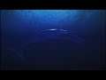 BEYOND BLUE - 8TH IMMERSION - ENDING - PLATINUM TROPHY - PS4 PRO