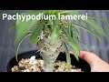 Pachypodium  lamerei パキポディウム ラメリー(ラメレイ) 紹介 | パキポディウム ラメリー 実生