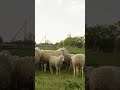 #Shorts #shortsbeta #youtubeshorts #sheeps #sheep, Sheep swarm, sheeps group, animals, Goat in farm