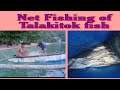 Net Fishing of talakitok fish(Grabi sobrang babaw nasa harapan lang ng Bahay)