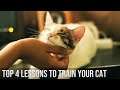 Top 4 Lessons to Train Your Cat | Behave | Bathroom | Leash | Spraying