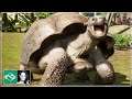 🦁 Giant Galapagos Tortoise, Indian Peafowl & screenshots analyses | Planet Zoo Update