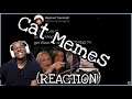 Confused Cat Memes REACTION