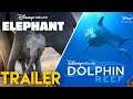 Disneynature's Elephant and Dolphin Reef Trailer