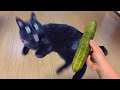 Cat Vs Cucumber- Funny Cat Reaction Videos
