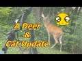 Deer Visitor & Cat Update - Backyard Chat