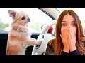 HA IMPARATO A GUIDARE LA MACCHINA!! (CANE INCREDIBILE)