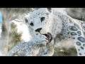 TAMING AND BREEDING SNOW LEOPARDS | ARK VIKING SURVIVAL [EP15]