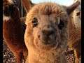Hey It's Content and it was Free | Alpaca Stacka