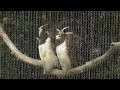 Twycross Zoo - Owls again