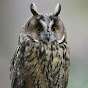 AdventurousOwl