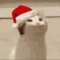 pOp_CaT