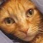 felinusthewilde
