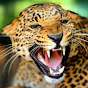 the-jaguar