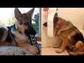 Best of FUNNY DOG - German Shepherd Dog Funnier Than You Think