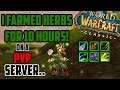 I Farmed Herbs for 10 Hours on a PvP Server in Classic WoW