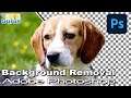 How You Can Remove a Background In Photoshop the Easy Way!