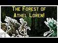 Warhammer Lore! The Forest of Athel Loren,